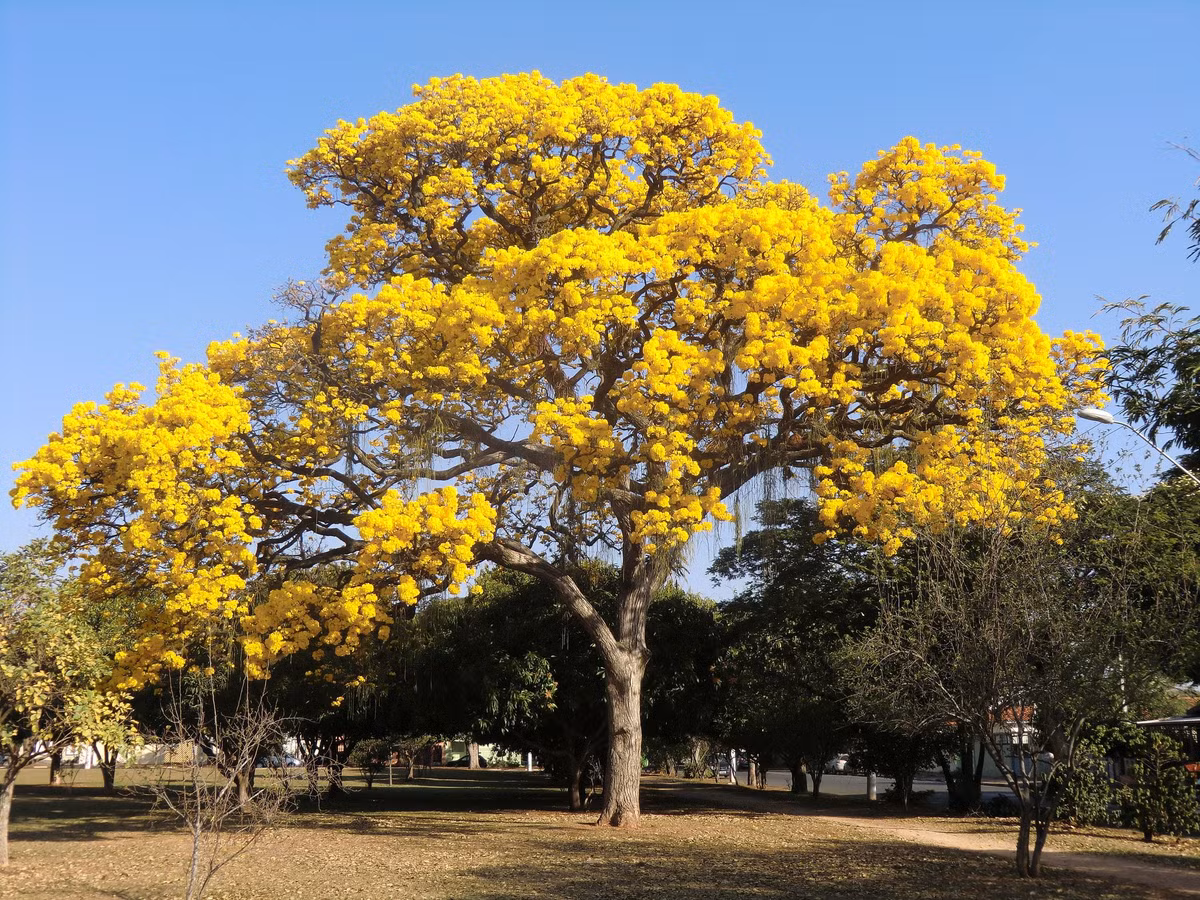  9. Cây piano (chi Tabebuia). Loài cây này nở hoa rực rỡ, có thể có màu hồng, vàng hoặc tím. Gỗ của nó rất cứng và được sử dụng để làm nhạc cụ. Ảnh: Pinterest.