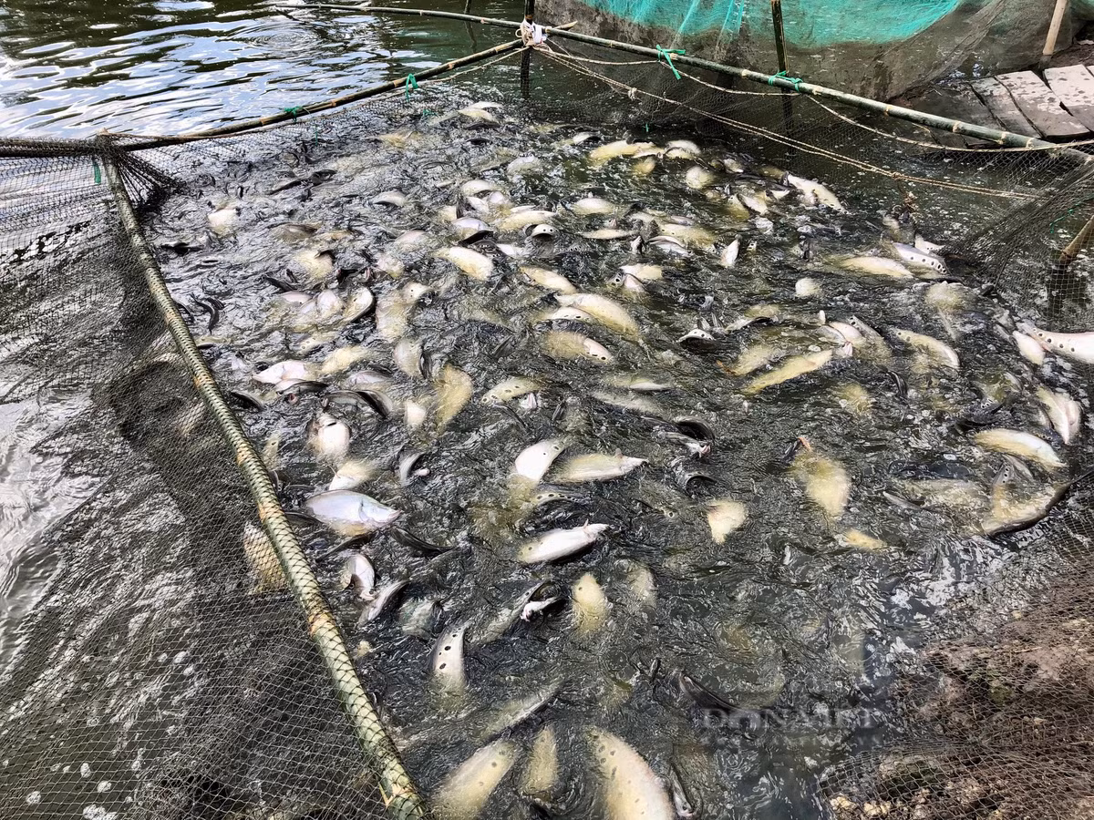 Nuoi loai ca dac san, mot nong dan Hau Giang tro thanh ty phu-Hinh-2