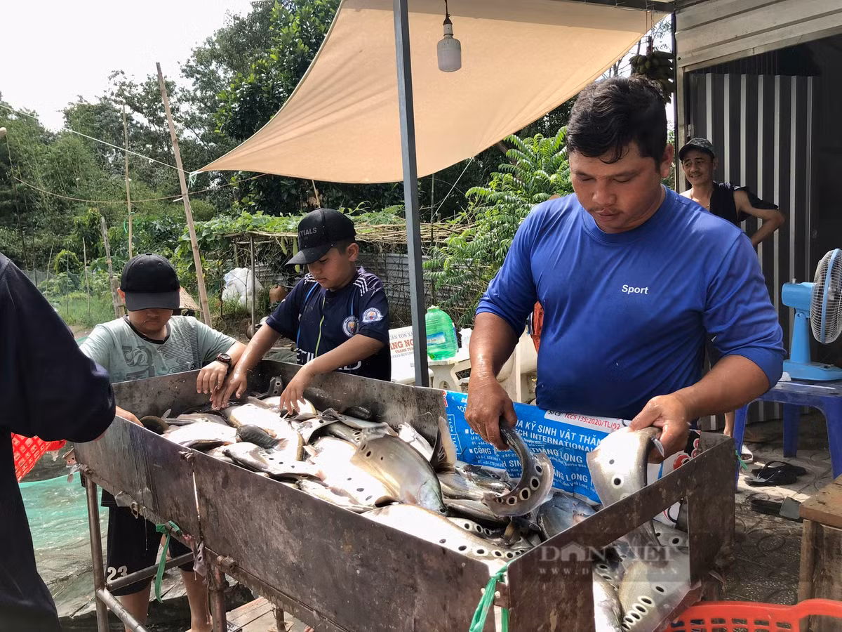 Nuoi loai ca dac san, mot nong dan Hau Giang tro thanh ty phu-Hinh-3
