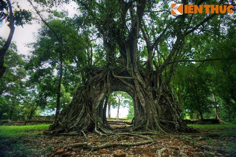 Trong khuôn viên lăng vua Minh Mạng ở Huế có một phế tích ít người biết đến, đó là Tả tùng phòng trên núi Tịnh Sơn. Điểm đặc biệt của công trình này là cánh cửa vòm cuốn đã bị một cây si cổ thụ "nuốt chửng".