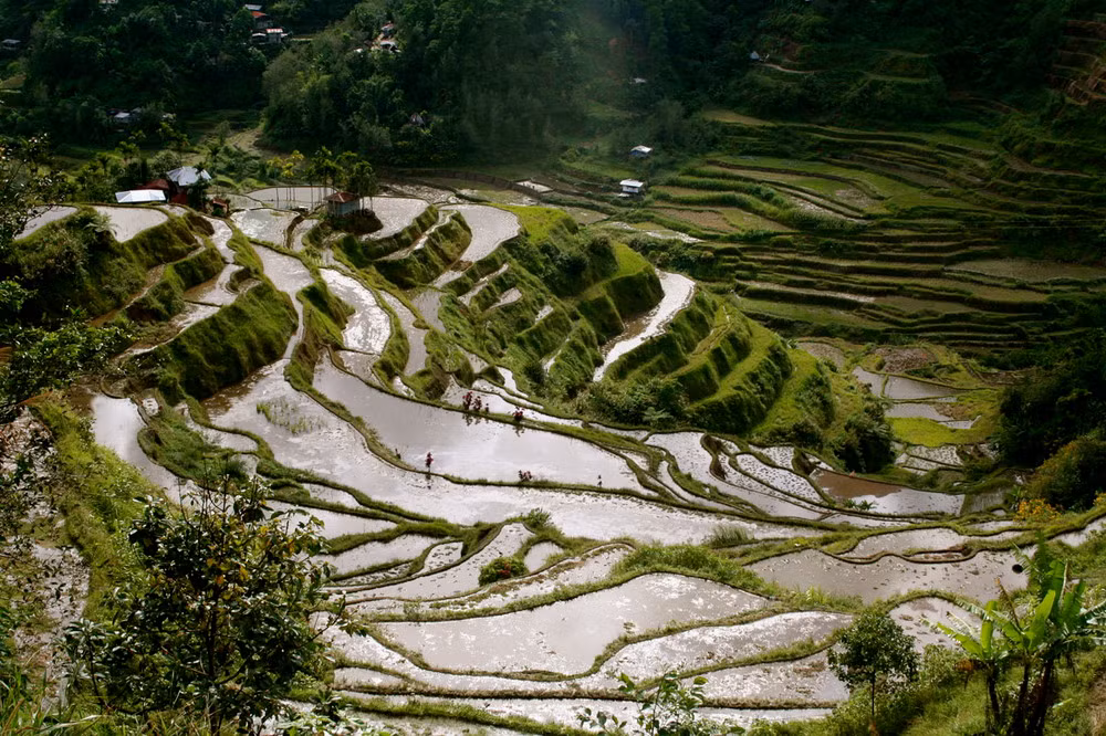 Người Ifugao đã làm nên hệ thống ruộng bậc thang khổng lồ chỉ với hai bàn tay trần và những công cụ thô sơ.