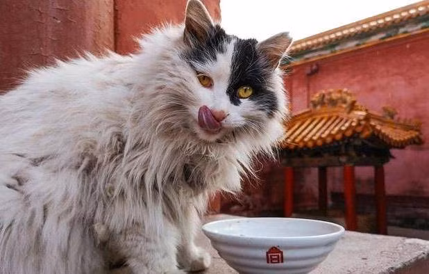 Vì sao người Trung Quốc dùng mèo canh gác Tử Cấm Thành? - Hình 5 Vi sao nguoi Trung Quoc dung meo canh gac Tu Cam Thanh?-Hinh-5