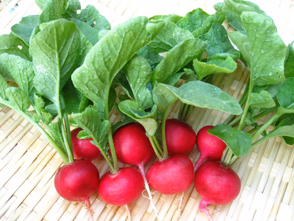 Ngoài việc giúp cho chuyển động của ruột tốt, củ cải còn chứa một số dưỡng chất rất tốt cho ruột kết. Betacyanin, thành phần làm nên màu đỏ tía của củ cải được chứng minh là có khả năng chống ung thư, đặc biệt là ung thư ruột kết.