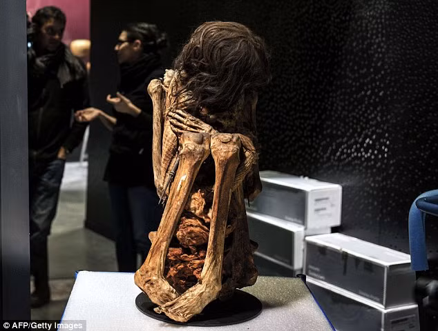 Các nhà khảo cổ dự tính sẽ đưa xác ướp trên trưng bày tại Musee de Confluences, Lyon, Pháp vào cuối tháng 12/2014.