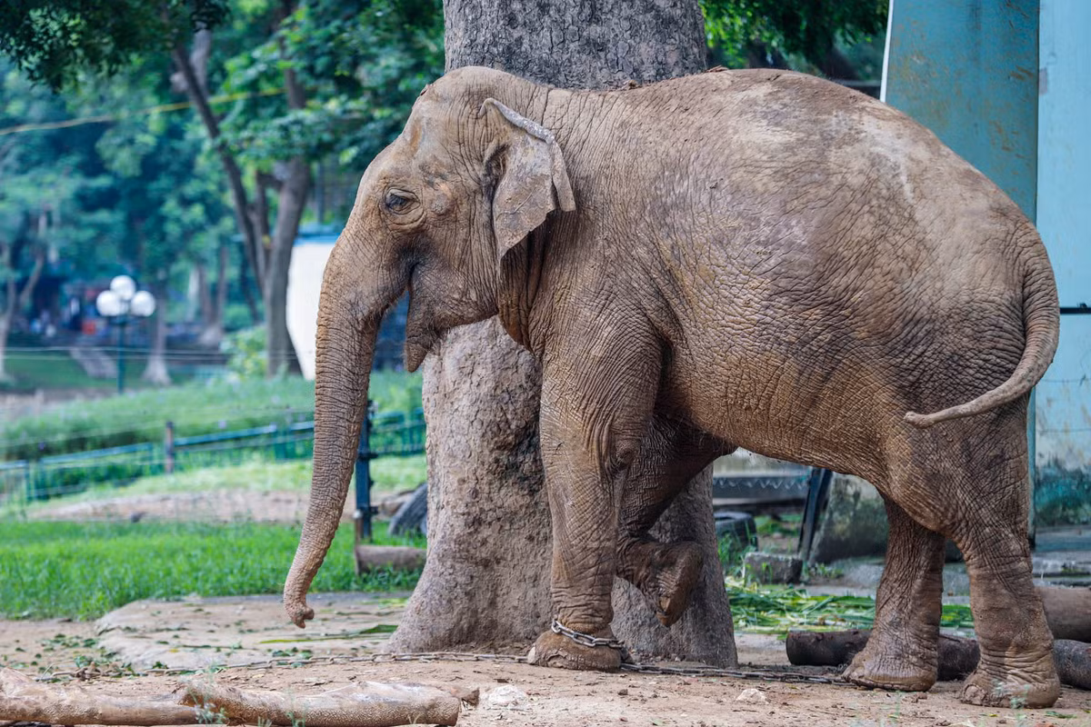 Can canh hai chu voi 'song kho' voi xieng xich o vuon thu Ha Noi-Hinh-5