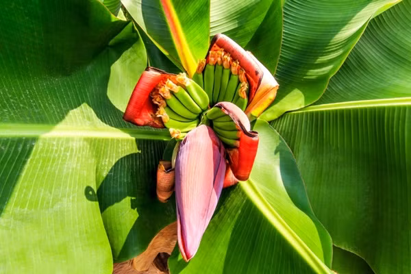 Ăn hoa chuối giúp làm tan sỏi thận? - Hình 2 An hoa chuoi giup lam tan soi than?-Hinh-2