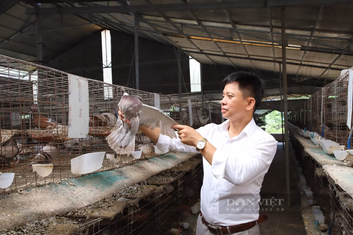 Nuoi loai chim xinh xan, mot hop tac xa o Phu Tho lai 3 ty dong/nam