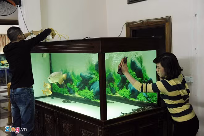 Một trong hàng chục bể nuôi sam và cá của anh Cường. Giá trị đầu tư cho mỗi chiếc bể lên tới 50 - 60 triệu đồng, bao gồm: bể chính, bộ lọc, máy sưởi...