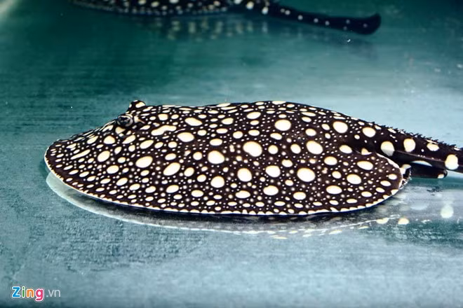 Một chú Black Diamond tuyệt đẹp được nhiều khách hàng mê mẩn của trại sam anh Cường. Anh cho biết, do thú chơi khá tốn kém nên để "quay vòng", anh có nhận cung cấp sam ra thị trường. Những con giống nhỏ từ 2 tháng tuổi trở lên, đủ điều kiện về sức khỏe được anh Cường bán ra với giá 15 - 20 triệu đồng/con, cá biệt có những con đẹp có giá lên tới 26 - 27 triệu đồng. Sam trưởng thành giá cả tùy thuộc vào độ lớn, độ đẹp và độc đáo của từng cá thể. Anh Đức Anh, giám đốc một công ty xây dựng, đồng thời là "dân chơi khủng" trong làng cá cảnh Hà Nội cho biết: "Theo hiểu biết của tôi, hiện anh Cường đang là người sở hữu trại sam lớn nhất về số lượng cũng như chất lượng tại Việt Nam. Đây cũng là trại duy nhất gây giống sam thành công ở nước ta. Tại đây có nhiều mẫu sam quý, đẹp, độc đáo hiếm thấy, xứng đáng được nhiều người chơi tìm đến chiêm ngưỡng".