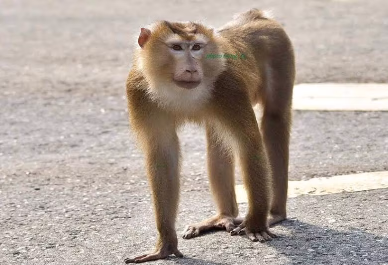 Du khach bi khi tan cong toe mau mat o Da Nang-Hinh-2
