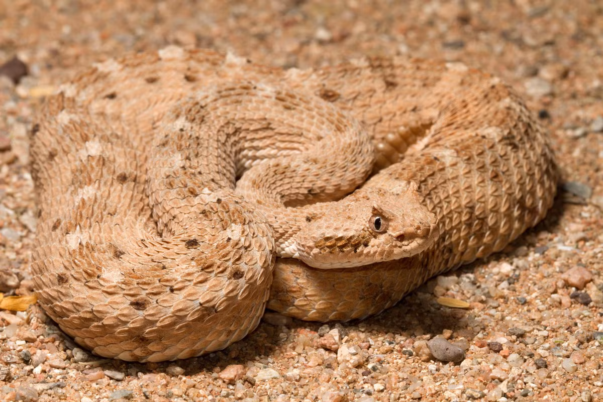  Kỹ năng săn mồi tinh vi và nọc độc mạnh mẽ của Sidewinder biến nó thành kẻ săn mồi đáng gờm trong môi trường sa mạc khắc nghiệt. Bí quyết di chuyển nhanh chóng của Sidewinder nằm ở cấu trúc vảy đặc biệt trên cơ thể. Vảy ở phần bụng của nó có hình dạng bất đối xứng, giúp nó di chuyển theo kiểu "lướt" trên cát, giảm thiểu sự ma sát và tăng tốc độ. 