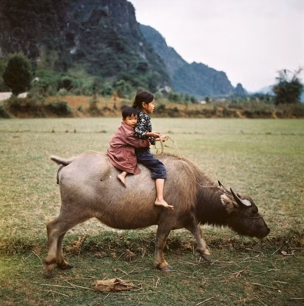 Hai chị em chăn trâu.