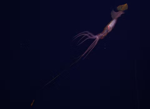 Mực Grimalditeuthis bonplandi với chiếc xúc tu đặc biệt của mình.