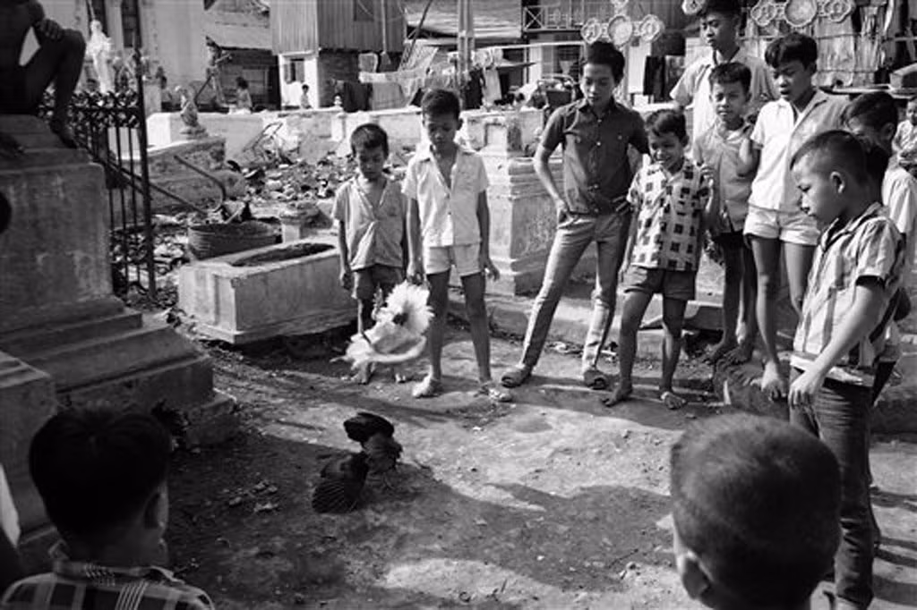 Nhóm trẻ em tụ tập xem đá gà ở khu dân cư Mả Lạng, 1968.