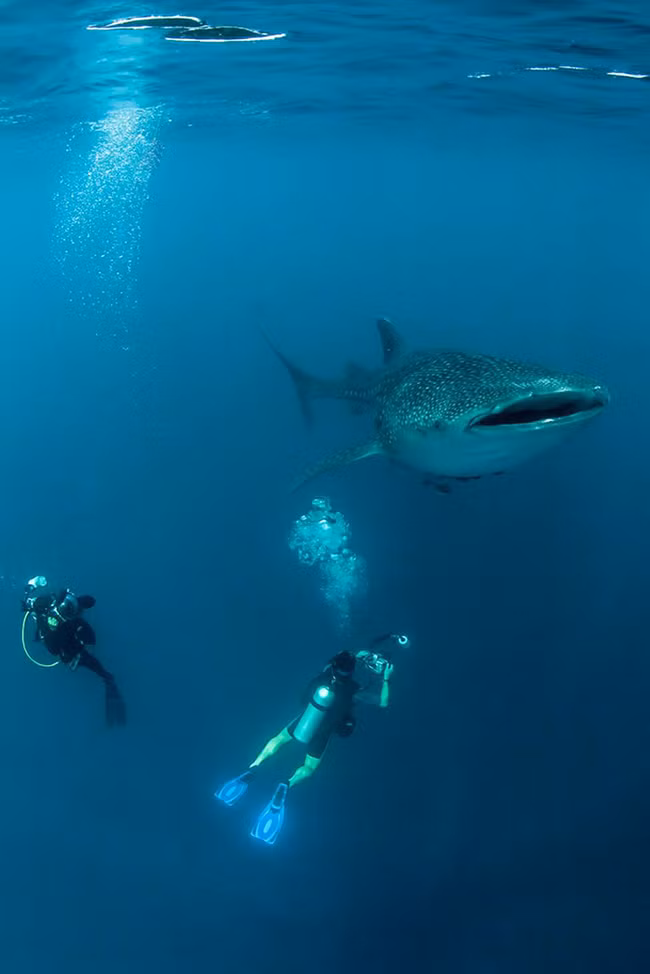Tofo ở Mozambique là một trong những địa điểm tốt nhất để tìm cá mập voi. Những con cá khổng lồ này dài từ 4,5 đến 6 mét và là động vật ăn cỏ, tuy nhiên chúng được coi là cá mập chứ không phải cá voi. Lặn với những những chú cá khổng lồ này chắc chắn đứng đầu danh sách những trải nghiệm du lịch đáng nhớ nhất của bạn.