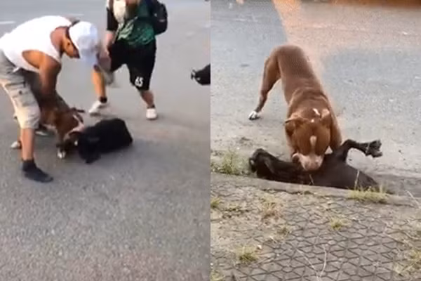 Cho Pitbull hung du can chet de giua duong khien ai cung hoang so