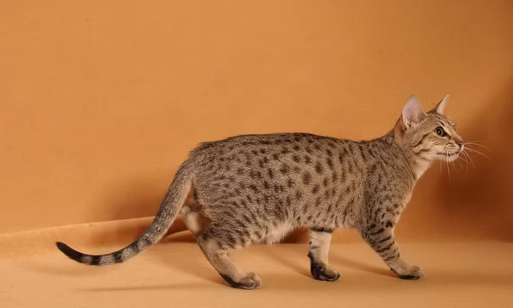 Vào năm 1964, chú mèo Ocicat đầu tiên được tạo ra một cách ngẫu nhiên sau một cuộc nhân giống thử nghiệm giữa mèo Xiêm và mèo Abyssinian. Nó được đặt tên là Ocicat bởi vẻ ngoài rất giống ocelot - mèo rừng Nam Mỹ.