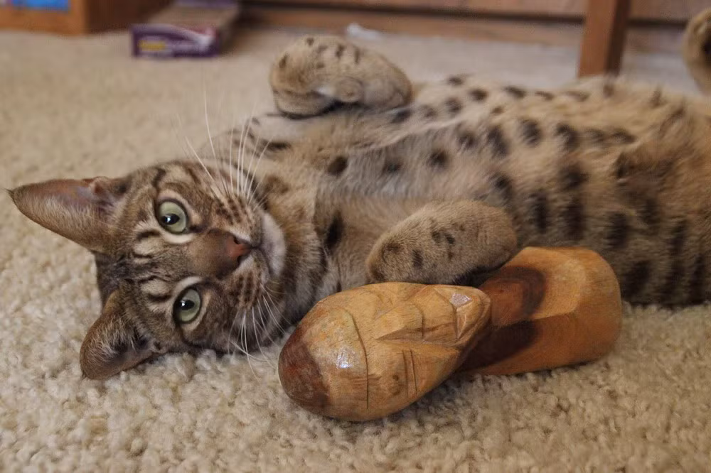 Một chú mèo Ocicat lý tưởng có cơ thể rắn rỏi với bộ lông ngắn bóng mượt, toát lên một vẻ đẹp rực rỡ như vải satanh. Khác với giống mèo Belgal, mèo Ocicat hoàn toàn không mang nguồn gen hoang dã trong người.