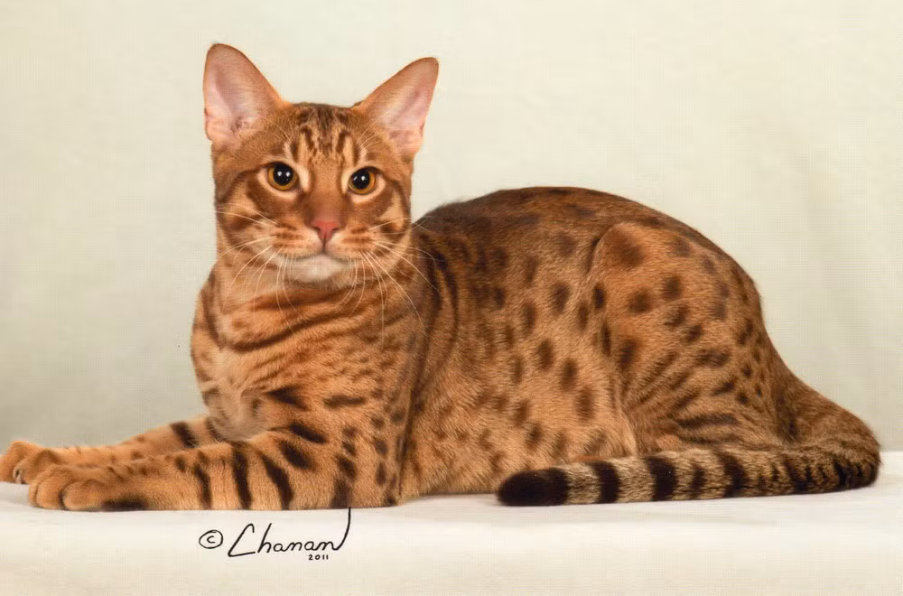 Những người nuôi mèo đánh giá, mèo Ocicat thân thiện, thông minh và dễ huấn luyện. Chúng sẽ biết cách nhặt đồ cho chủ, phản ứng được với những mệnh lệnh và dễ dàng thích nghi được với các quy tắc trong gia đình.