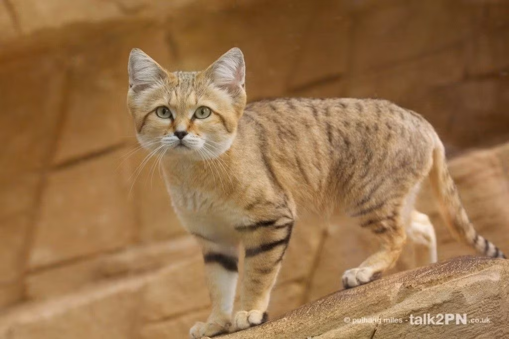  Mèo cát (Felis margarita). Kích thước: Dài 23-31 cm. Vùng phân bố: Sa mạc Bắc Phi. Tình trạng bảo tồn: Ít quan tâm.
