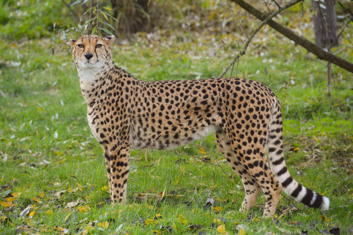  Báo ghê-pa (Acinonyx jubatus). Kích thước: Dài 1,2-1,5 mét. Vùng phân bố: Sinh sống tại các vùng đồng cỏ rải rác khắp châu Phi. Tình trạng bảo tồn: Sắp nguy cấp.