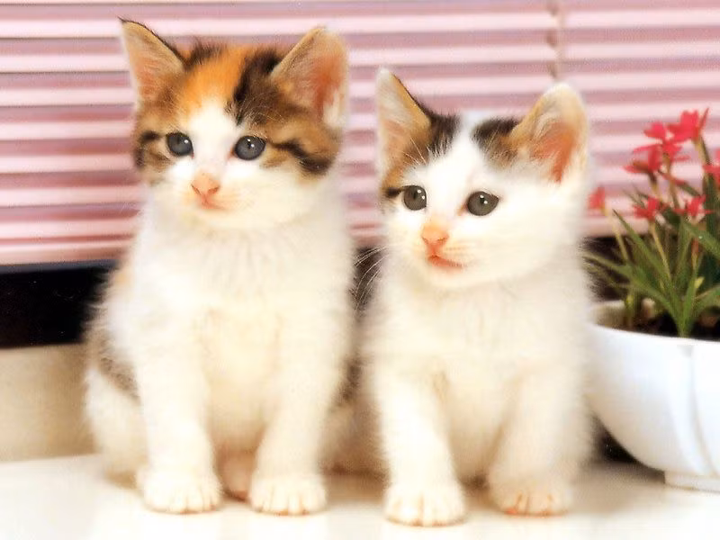 Miệng vừa hỏi, tay của Tú Xuất vừa cấu vào tai mèo, con mèo đau điếng kêu ré lên: “ Méo…!”.
