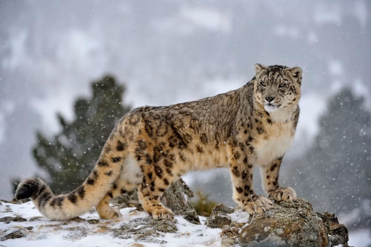 Sinh sống trên các dãy núi ở Nam Á và Trung Á, gồm cả dãy Himalaya nổi tiếng thế giới, báo tuyết (Panthera uncia) là một trong những loài vật thuộc họ Mèo quý hiếm nhất và có vẻ ngoài ấn tượng nhất. Ảnh: BBC Wildlife Magazine.