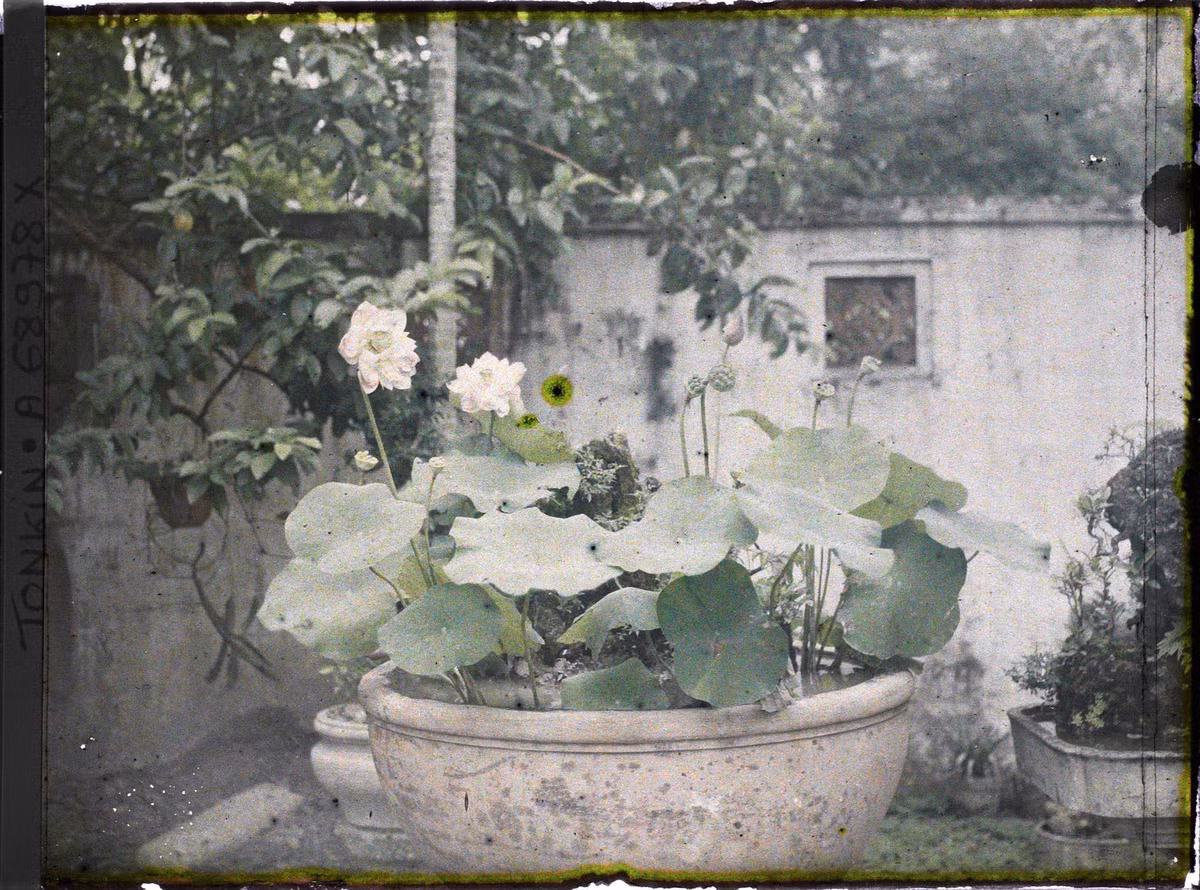Chậu trồng sen trắng.