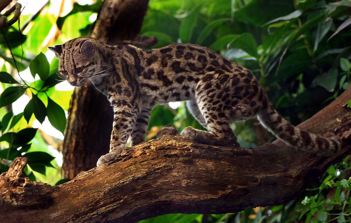  Mèo đốm Margay (Leopardus wiedii). Kích thước: Thân dài 48-79, nặng 2,6-4 kg. Khu vực phân bố: Từ vùng đất thấp nhiệt đới ở Mexico qua Trung Mỹ đến Brazil và Paraguay. Tình trạng bảo tồn trong Sách Đỏ IUCN: Sắp bị đoa dọa. Ảnh: Wikipedia.