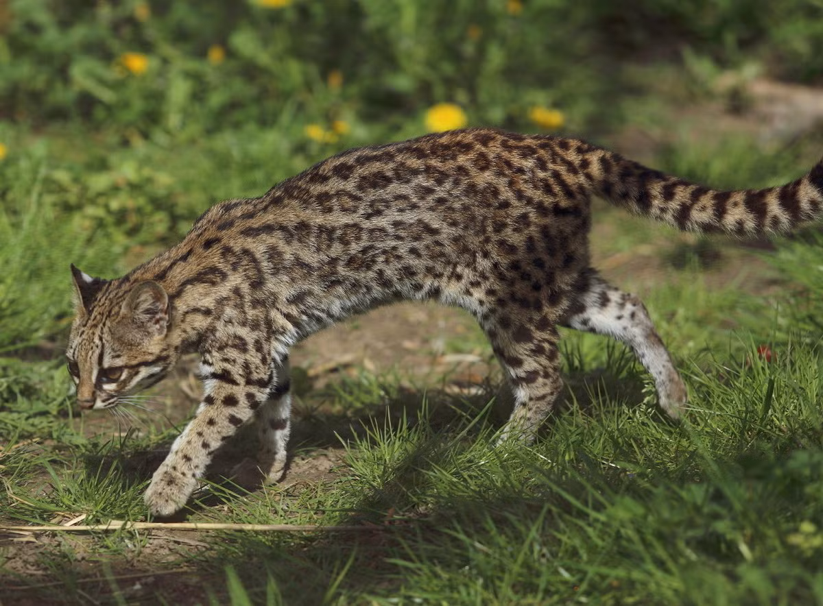  Mèo đốm Oncilla (Leopardus tigrinus). Kích thước: Thân dài 38-59 cm, nặng 1.5-3 kg. Khu vực phân bố: Costa Rica, Panama, lưu vực sông Amazon đến miền trung Brazil. Tình trạng bảo tồn trong Sách Đỏ IUCN: Sắp nguy cấp. Ảnh: Wikipedia.