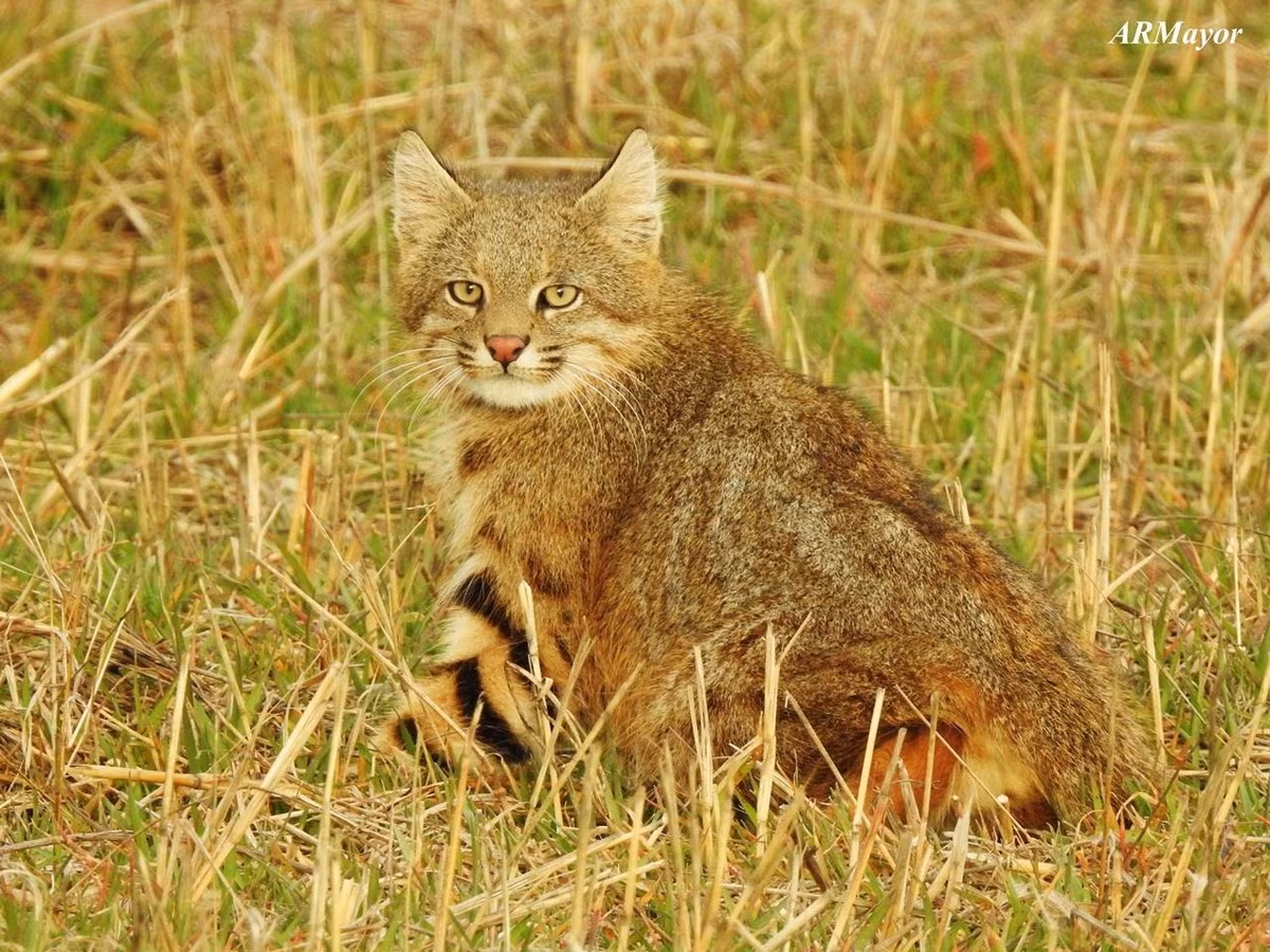  Mèo Pampas (Leopardus pajeros). Kích thước: Thân dài 46-75 cm, nặng 3-5 kg. Khu vực phân bố: Phía Tây của Nam Mỹ, từ Ecuador đến Argentina, Uruguay, một phần của Brazil và Paraquay. Tình trạng bảo tồn trong Sách Đỏ IUCN: Sắp bị đe dọa. Ảnh: EcoRegistros.
