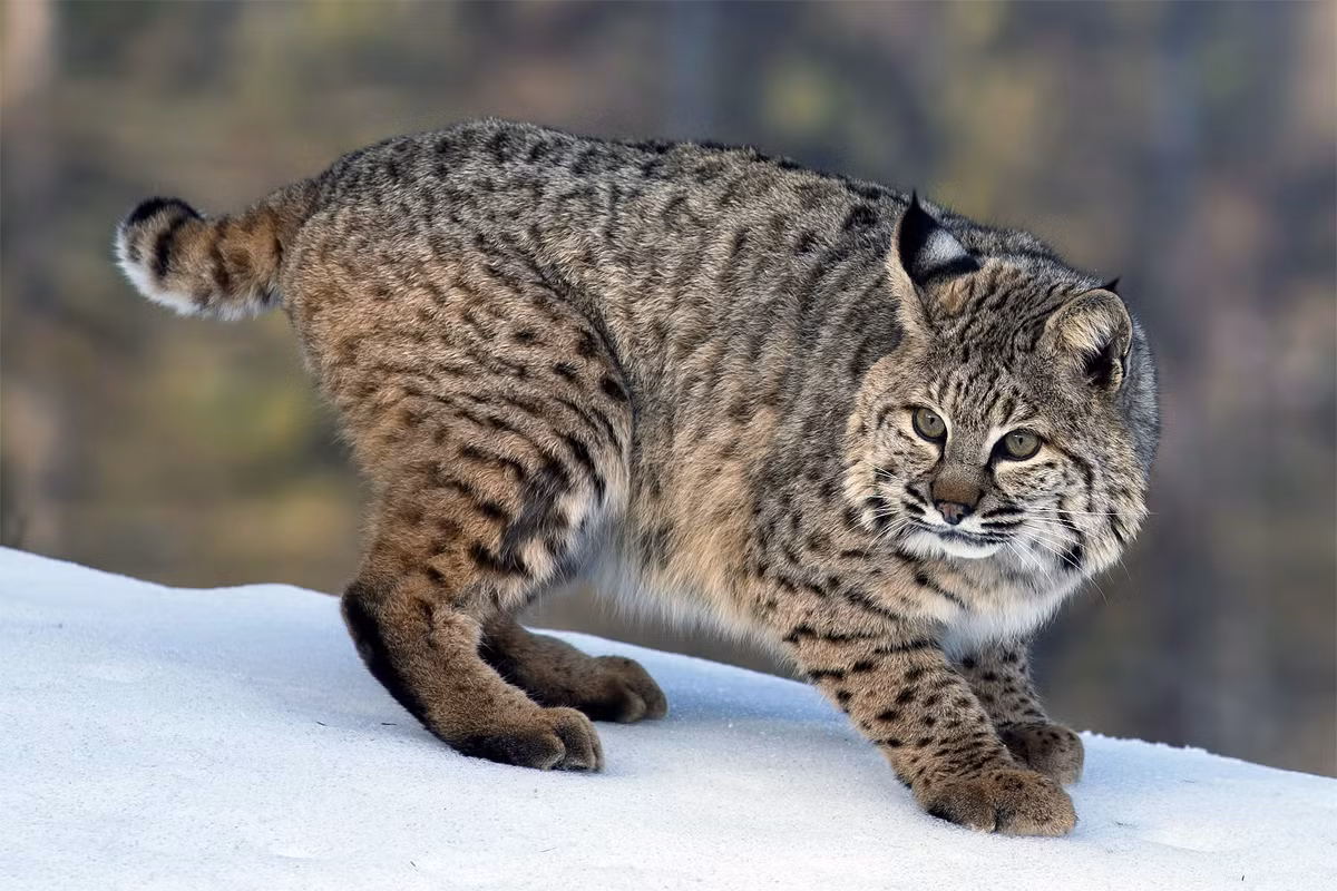  Linh miêu đuôi cộc (Lynx rufus). Kích thước: Thân dài 70-85 cm, nặng 7-12 kg. Khu vực phân bố: Từ miền Nam Canada đến miền Bắc Mexico. Tình trạng bảo tồn trong Sách Đỏ IUCN: Ít quan tâm. Ảnh: iNaturalist.