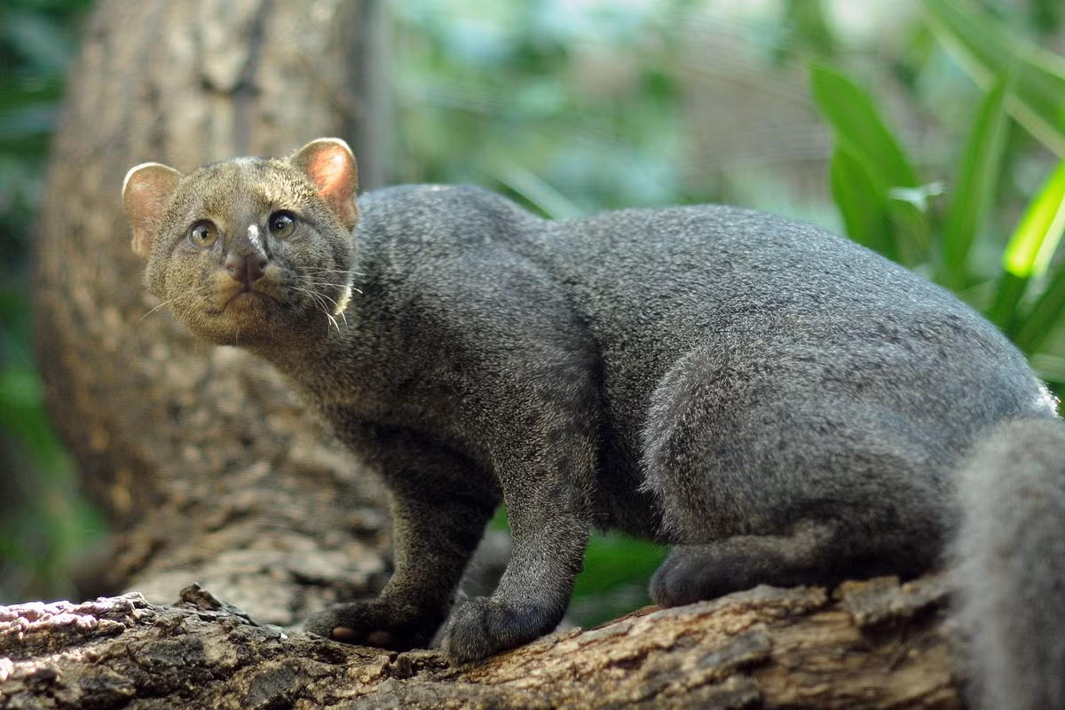  Mèo cây châu Mỹ (Puma yagouaroundi). Kích thước: Thân dài 53-77 cm, nặng 4-7 kg. Khu vực phân bố: Từ miền Bắc Mexico qua Trung Mỹ ở đến phía Đông dãy Andes ở Nam Mỹ. Tình trạng bảo tồn trong Sách Đỏ IUCN: Ít quan tâm. Ảnh: iNaturalist.