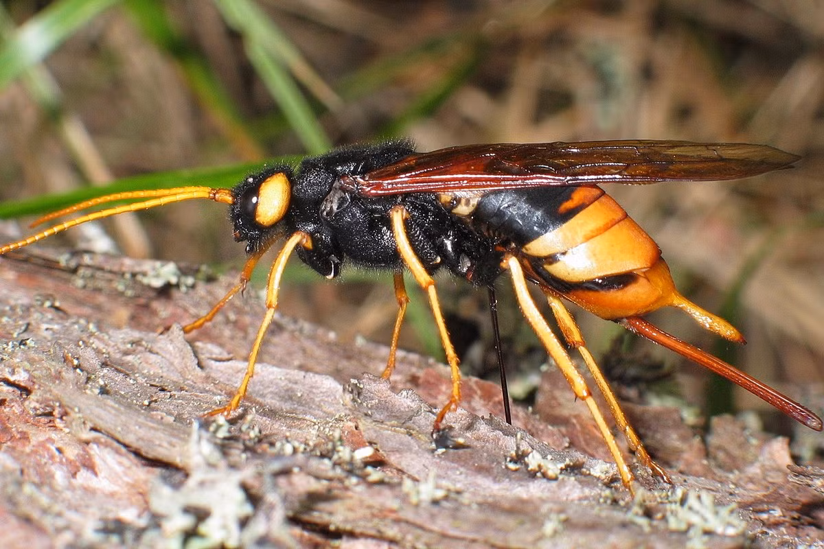 Ong đuôi sừng (Urocerus gigas) dài 3,4-4cm, phân bố khắp Bắc bán cầu. Loài ong ấn tượng này có dùi nhọn và cứng sau đuôi, dùng để đục lỗ sâu vào thân cây thông và đẻ trứng.