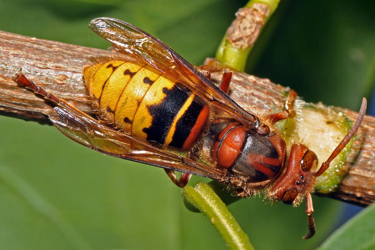 Ong bầu bụng vàng châu Âu (Vespa crabro) dài 2,5-3,5 cm, phổ biến ở châu Âu và châu Á. Loài ong lớn sống theo bầy đàn này cư trú trong rừng, làm tổ trong các cây rỗng.