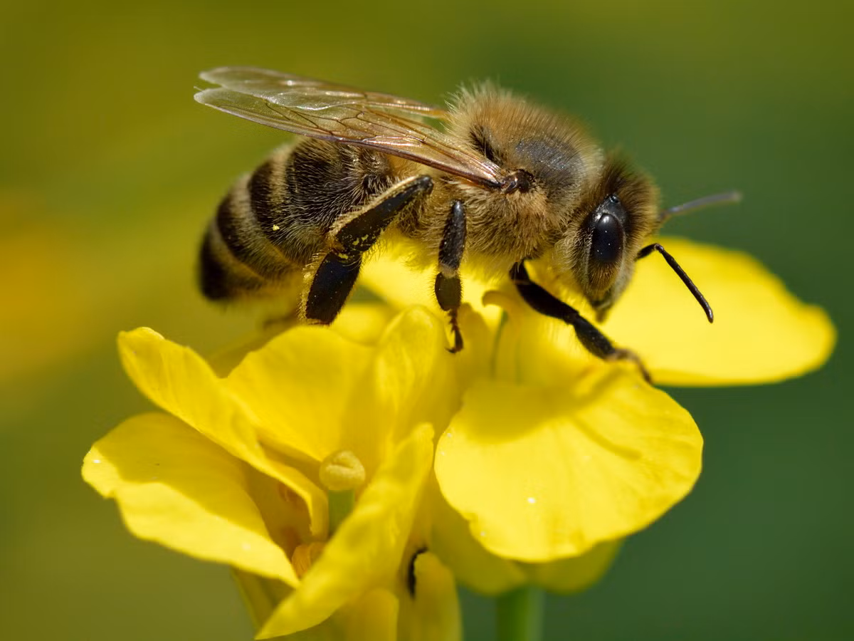 Ong mật (Apis mellifera) dài 1-1,2 cm, phân bố toàn cầu. Trong tự nhiên, loài ong này làm tổ trong các cây gỗ rỗng. Chúng được nuôi rộng rãi để lấy mật, đồng thời có vai trò quan trọng trong việc thụ phấn cho cây trồng.
