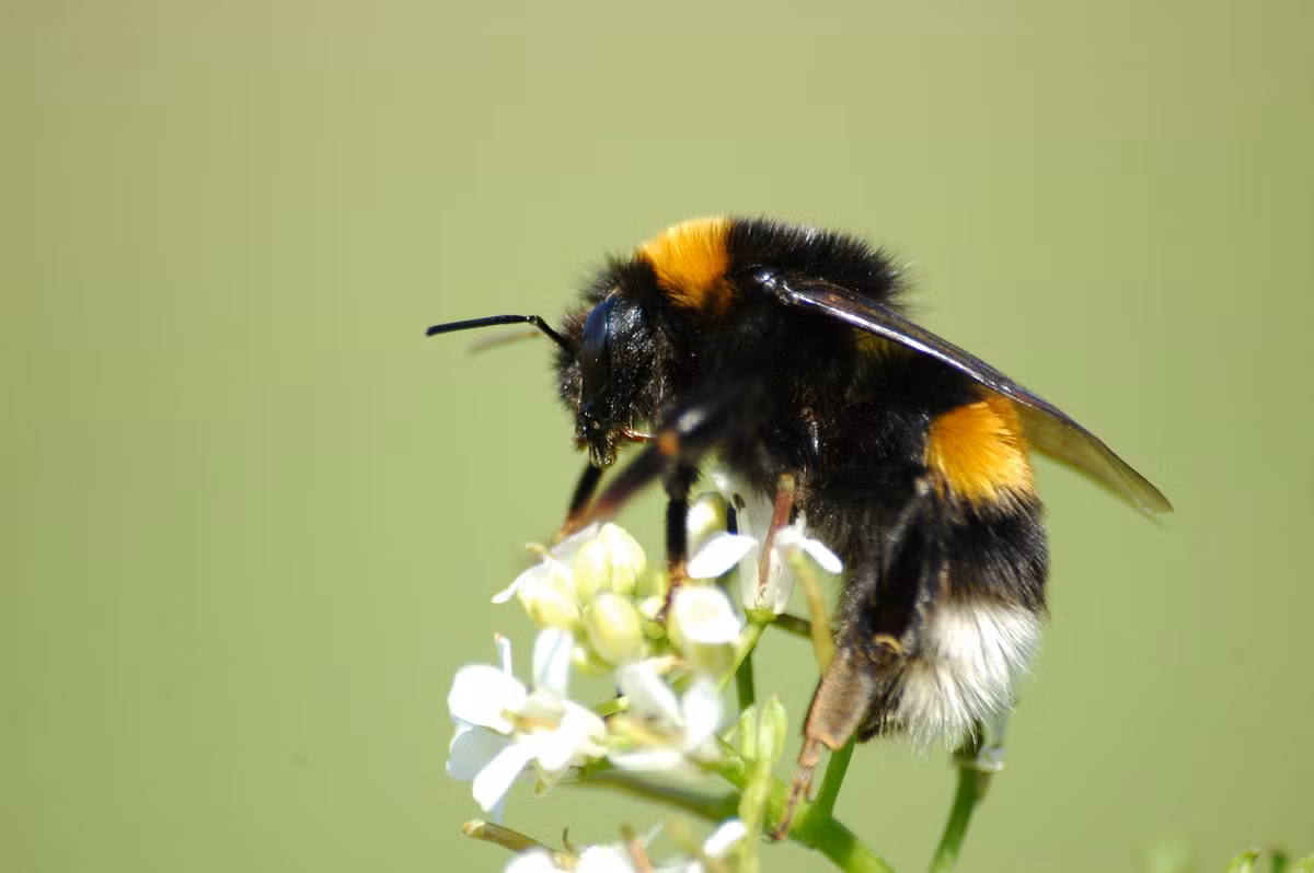 Ong đất (Bombus terrestris) dài 2,3-2,5 cm, sống ở Trung, Nam Âu và Bắc Phi. Loài ong có tập tính xã hội cao này có vai trò quan trọng trong việc thụ phấn cho cây trồng. Chúng đã du nhập vào nhiều khu vực khác.
