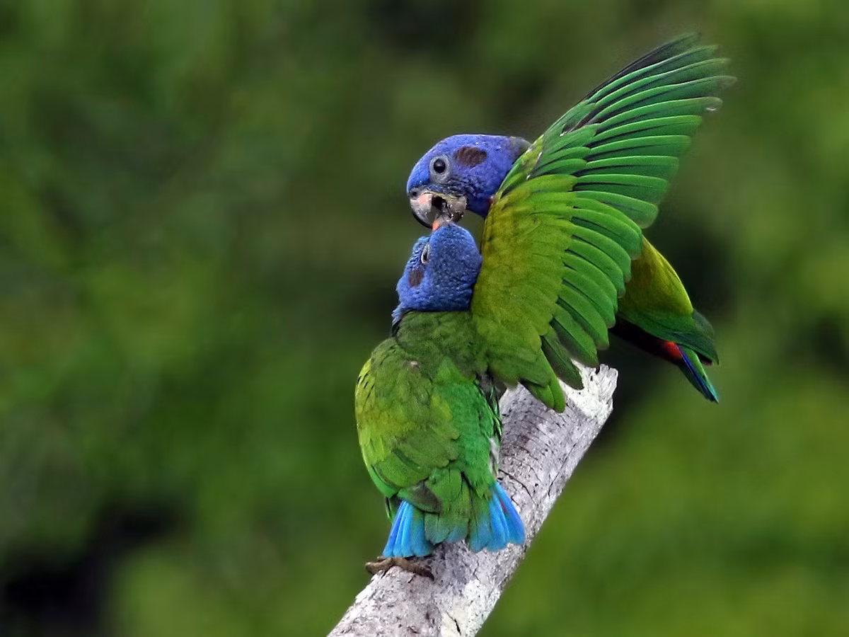 Vẹt đầu xanh (Pionus menstruus) dài 24-28 cm, phổ biến ở các cánh rừng đất thấp từ Costa Rica đến Bolivia. Chúng có mối quan hệ gần gũi với các loài vẹt thuộc chi Amazona.