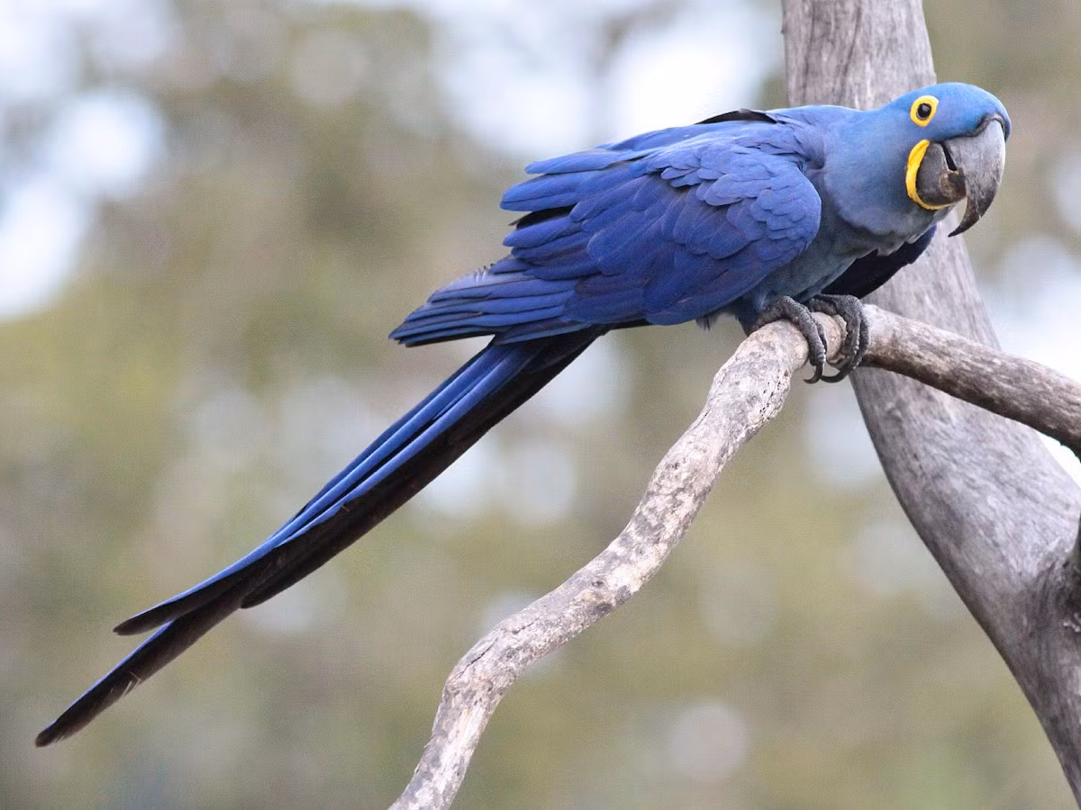 Vẹt tím đuôi dài (Anodorhynchus hyacinthinus) dài 1 mét, được ghi nhận ở Brazil. Không giống các làoi vẹt đuôi khác, loài vẹt lớn này có mảng da mặt tiêu giảm thành một vòng quanh mắt, tương tự các loài thuộc chi Aratinga.