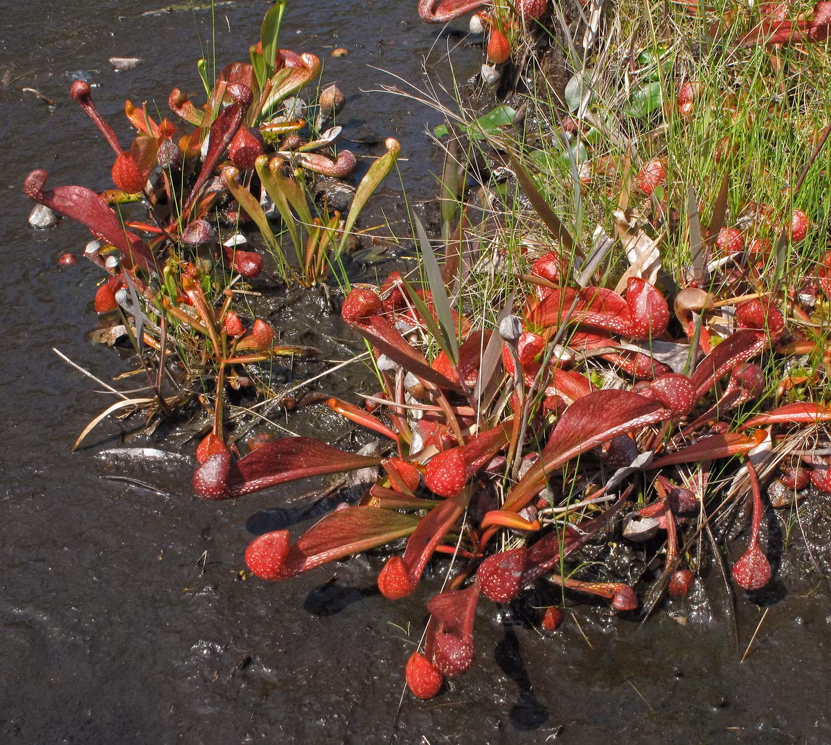  Nắp ấm tía (Sarracenia psittacina). Họ: Nắp ấm Tân thế giới (Sarraceniaceae). Bộ: Đỗ quyên (Ericales). Kích thước: Dài 35 cm. Khu vực phân bố: Phía Đông của Bắc Mỹ.