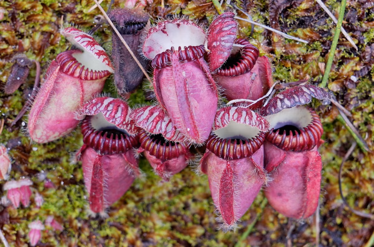  Nắp ấm Australia (Cephalotus follicularis). Họ: Nắp ấm Australia. Bộ: Chua me đất (Oxalidales). Kích thước: Dài 20 cm. Khu vực phân bố: Bờ biển Tây Nam Australia.