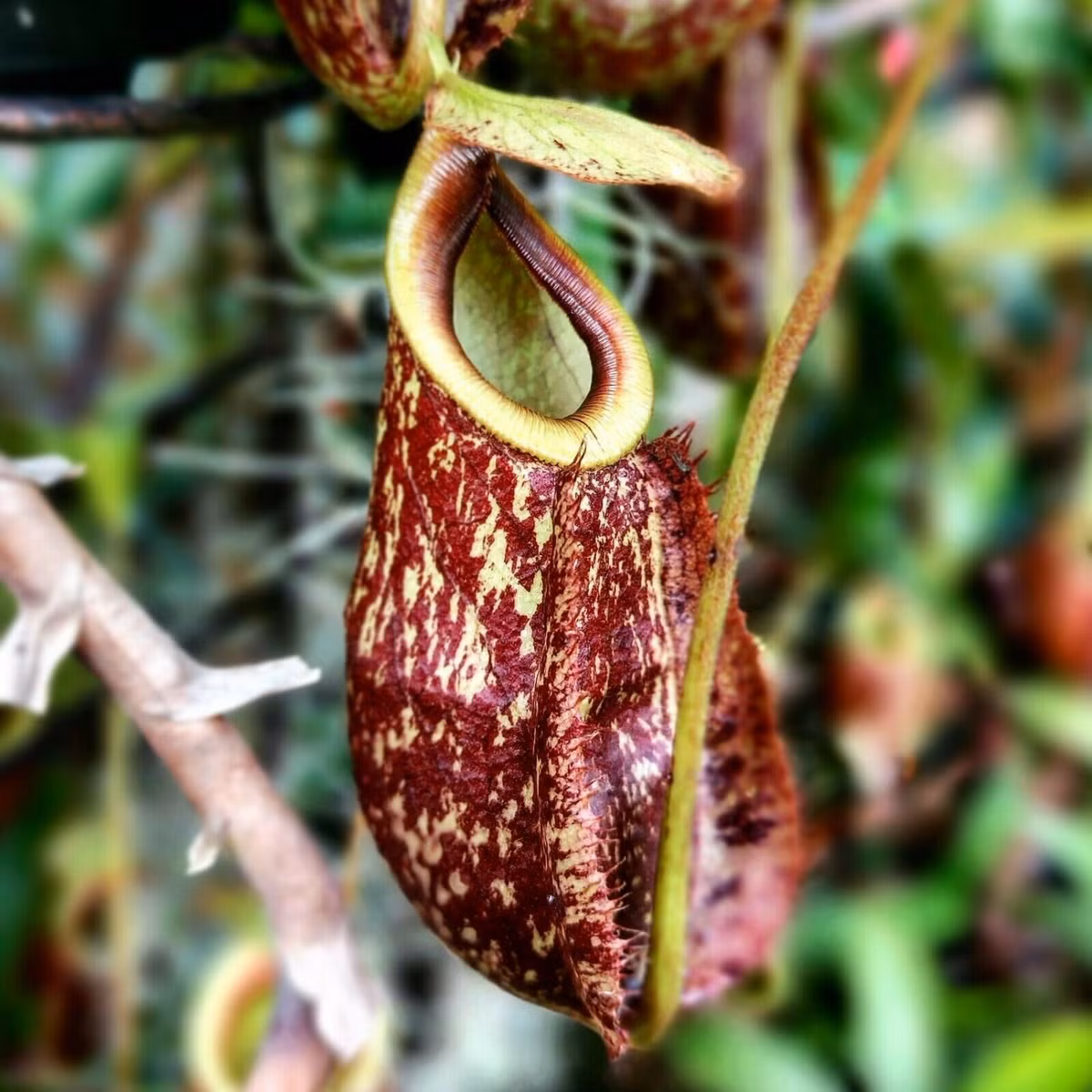  Cây bình rượu (Nepenthes rafflesiana). Họ: Nắp ấm Cựu thế giới (Nepenthaceae). Bộ: Cẩm chướng (Caryophyllales). Kích thước. Dài 70 cm. Khu vực phân bố: Đảo Borneo, Sumatra, Singapore, bán đảo Mã Lai.