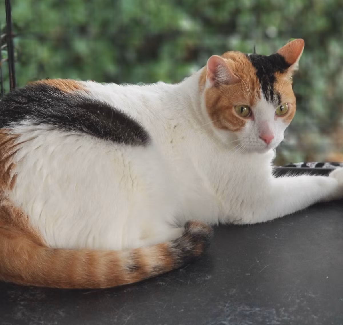 Một dạng đặc biệt của mèo đồi mồi chính là mèo tam thể (còn gọi là mèo calico hay mèo đồi mồi lông trắng) với các mảng lông trắng chiếm tỉ lệ đa số trên cơ thể.