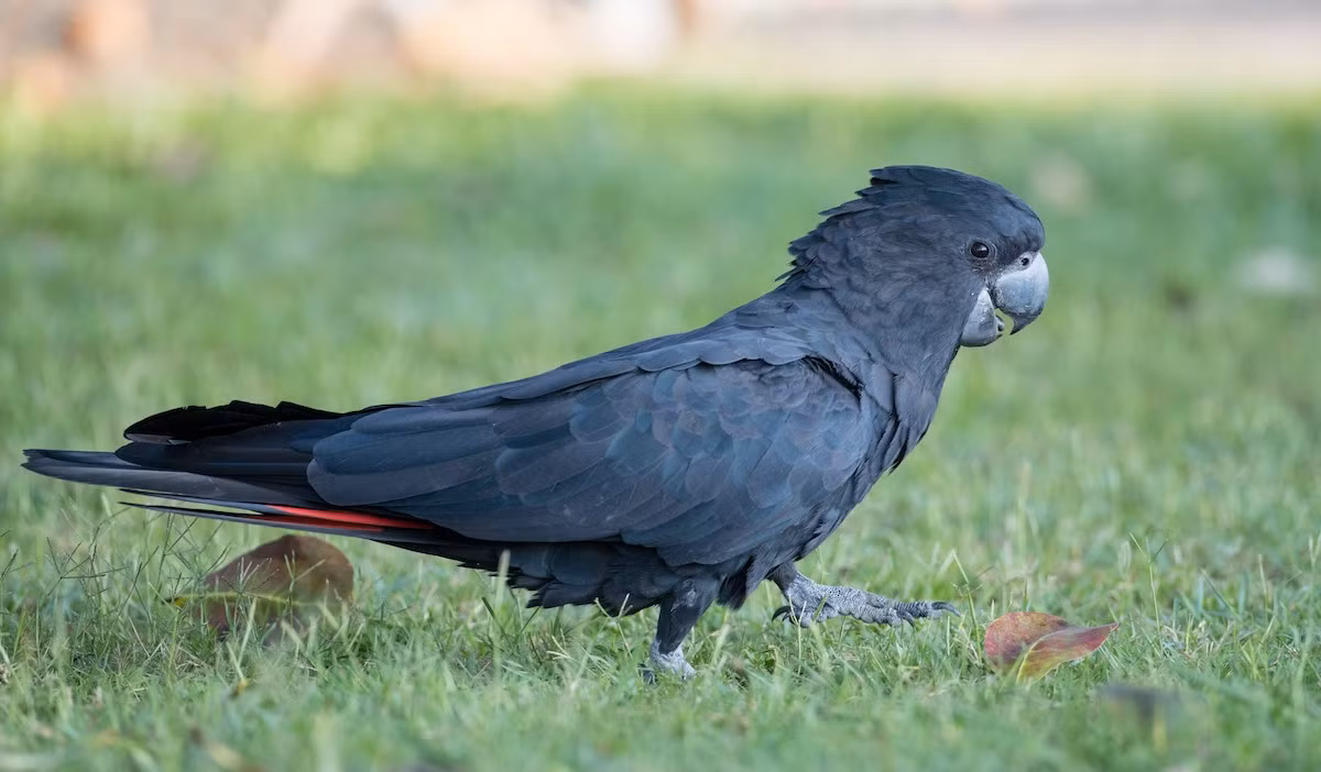 Vẹt mào đen đuôi đỏ (Calyptorhynchus banksii) dài 50-61 cm, là loài vẹt bản địa Australia. Loài chim có bộ lông bóng mượt này có tiếng kêu như than vãn và nhịp vỗ cánh chậm chạp.