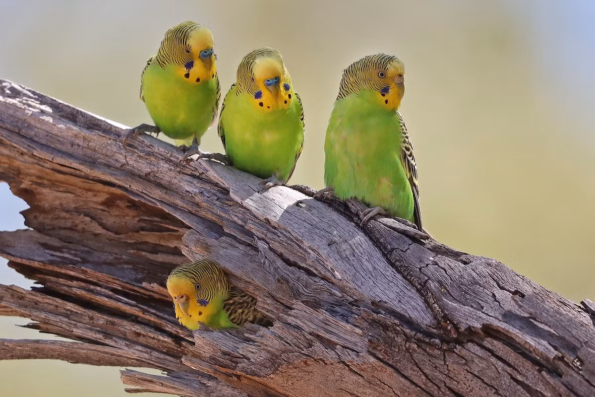 Vẹt yến phụng (Melopsittacus undulatus) dài 18 cm, có nguồn gốc từ Australia. Loài vẹt này sống trong các vùng khô hạn và tụ tập ở các vũng uống nước. Đây là loài vẹt được con người nuôi nhiều nhất thế giới.
