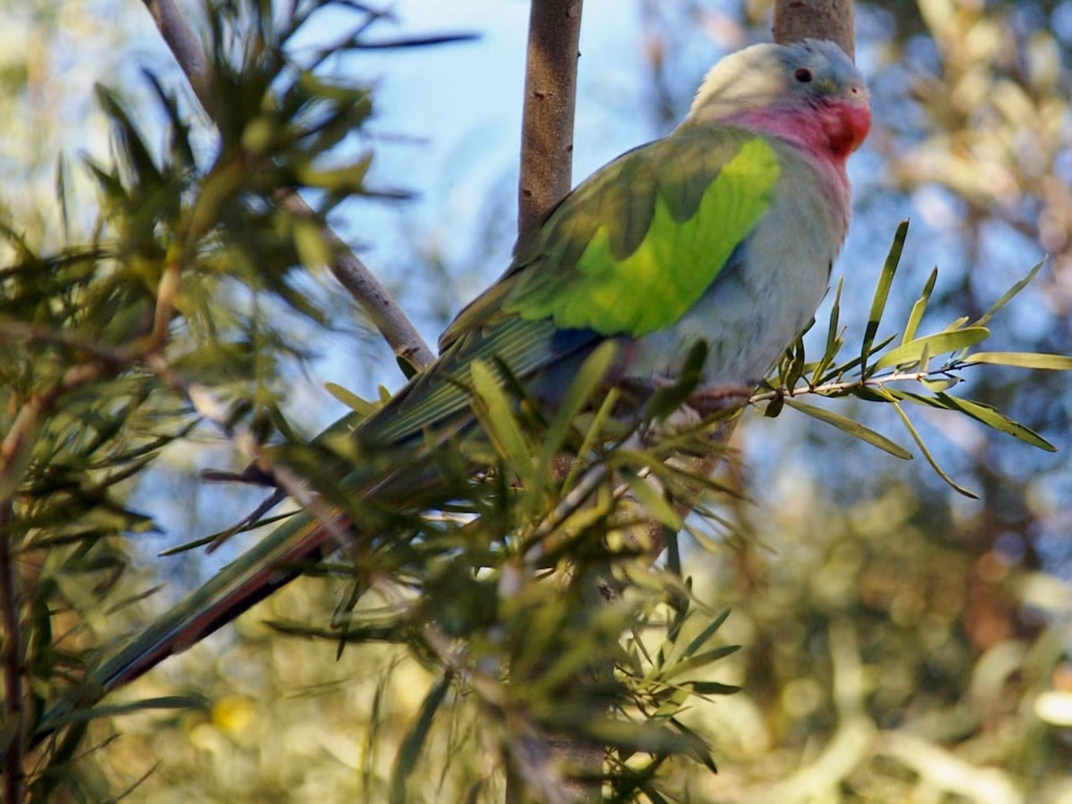 Vẹt công chúa (Polytelis alexandrae) dài 40-47 cm, sống ở miền trung Australia. Loài vẹt này sống dọc theo các sông suối và tụ tập gần bãi cỏ chông. Chúng thường sinh sản theo đàn nhỏ trên cây bạch đàn.