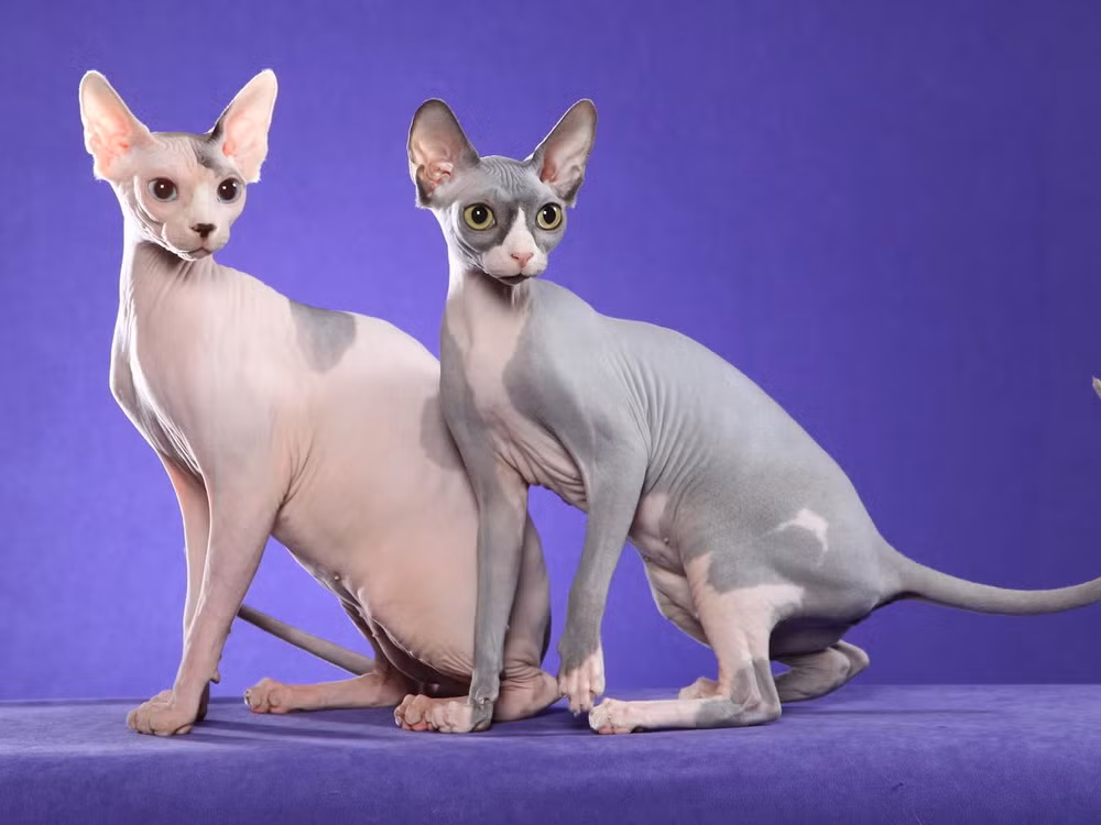 Trái với vẻ ngoài xấu xí, mèo Sphynx được đánh giá là rất thân thiện, hiếu động và cực kỳ thông minh.