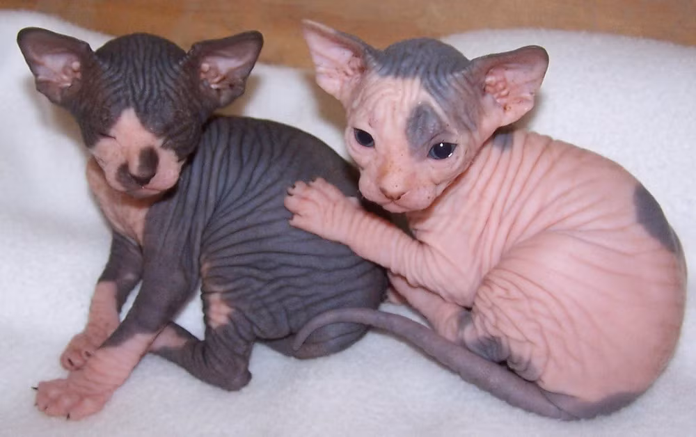 Lúc mới sinh, da Sphynx chưa giãn nên trông chúng rất giống bộ não người. Khi lớn, các nếp nhăn giãn dần ra khiến Sphynx trông già nua và dữ tợn.