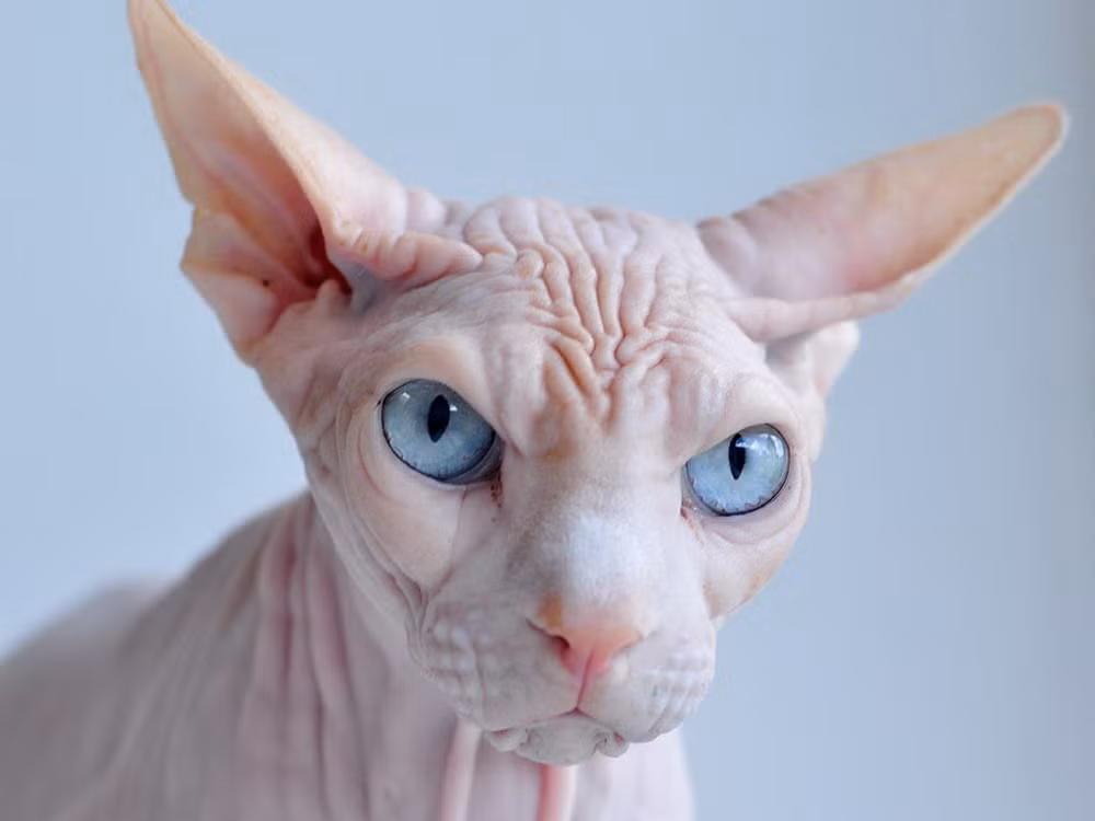Trên thị trường, Sphynx là một trong những loài mèo đắt nhất thế giới, với giá có thể lên đến 3.000 USD một con. Mời quý độc giả xem video: Ý nghĩa những phong tục ngày Tết Việt | VTC1.