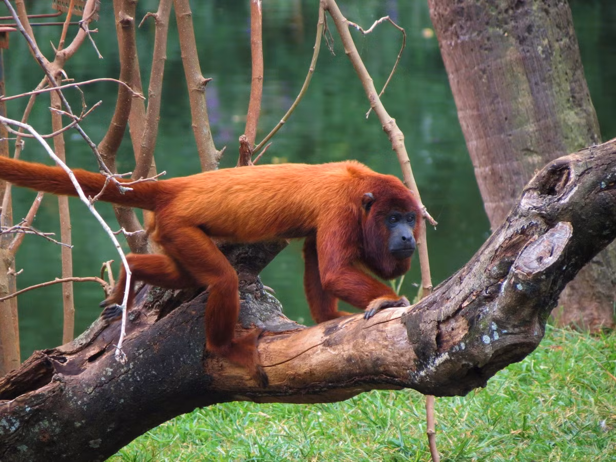 Khỉ rú đỏ Venezuela (Alouatta seniculus) dài 48-63 cm, được ghi nhận ở phía Tây lưu vực Amazon thuộc lãnh thổ Venezuela, Colombia, Ecuador, Peru, Bolivia và Brasil. Các loài khỉ rú có thể tạo ra tiếng hú nghe thấy được ở khoảng cách vài km.